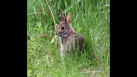 Bunnys Lunch