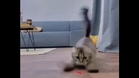 Ferocious Kitty Attacks - Ready To Kill With It's Cuteness!