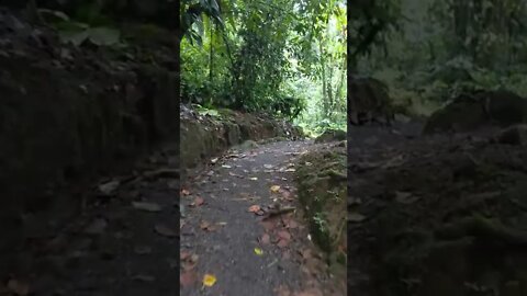 Walking a Trail in the Rainforest of Arenal Observatory Lodge