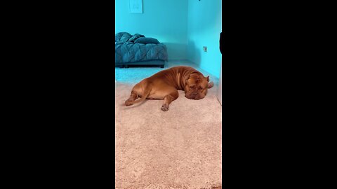 GIANT Pit Bull loves to lay like a 🥐 hahaha