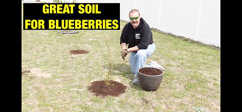 Great soil for blueberries