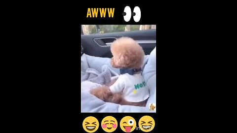 funny dog video cutest things 2021.@shorts @doglover @funnydog @pet @moj @ti