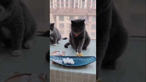 FUNNY CUTE KITTEN - Tiktok Compiled #Shorts