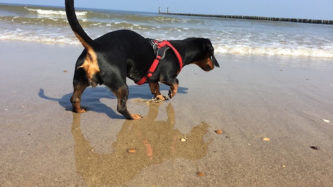 Dachshund puppy doesn't want to get wet