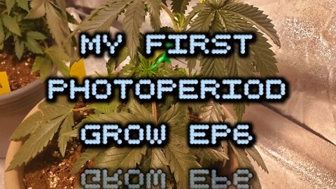 My First PhotoPeriod Grow EP6