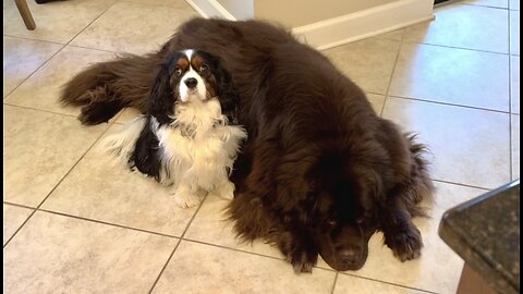 Newfy, Cavalier, and Ragdoll are Besties