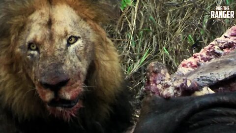 Makulu Mapogo Has Dinner In The Rain | Archive Lion Footage