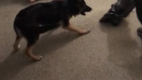 Protective German Shepherd saves girl from vacuum cleaner