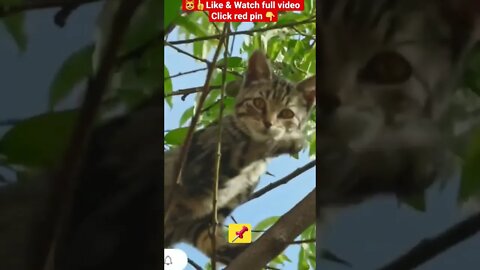 cute cat videos 😹funny videos 😂1320😻#shorts #catvideos #funnycatsvideos @🏝 تفكر في خلق الله ﷻ 🏝