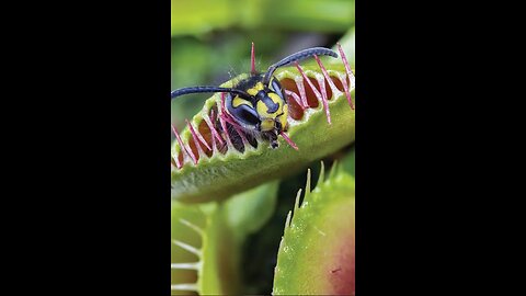 This Plant Eats Meat