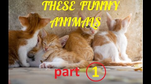 these funny animals - 1