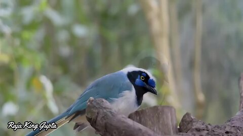 Animals of Amazon 4K Animals Amazon Rainforest Scenic Relaxation #rajakinggupta