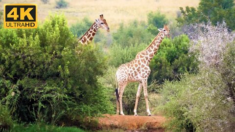 Bigest Giraffe Wildlife Animal | wildlife animal 4k ultra HD video