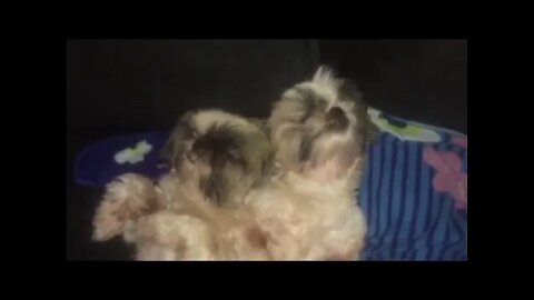 Shih Tzu Cute Puppies: Shih Tzu Sleepy heads