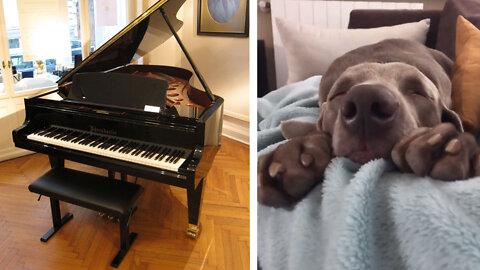 Dog Playing Piano While Sleeping