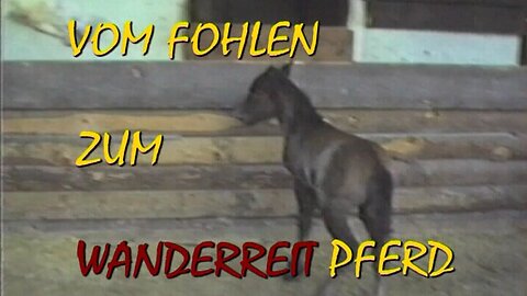 Vom Fohlen zum Wanderreitpferd