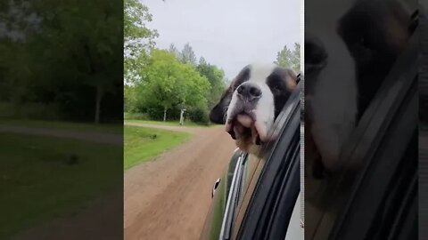 Baby Walter Big Head out the car window