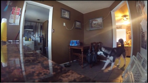 Surveillance catches dog stealing from owner's purse