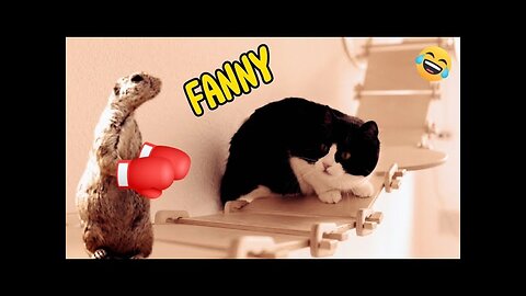 Best Of The Funny Animal Videos - New Funniest Cats And Dogs Videos #127