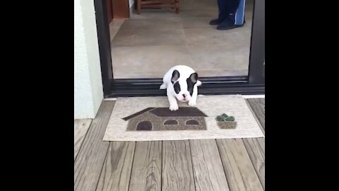 Adorable puppy bunny hop