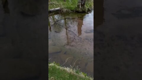 Bubbling Springs at bubbling springs trail