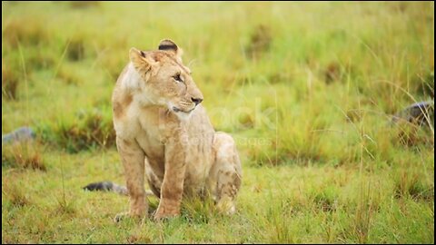 2024Lion 🦁🦁🦁🦁🦁 love ❣️❣️❣️❣️ video