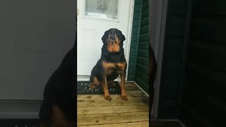 Rottweilers Are Heavyweights 🤩 #youtubeshorts #rottweiler #animallover #heavyweight #shorts