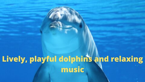 Fall asleep enjoying lively, playful dolphins and listening to relaxing music