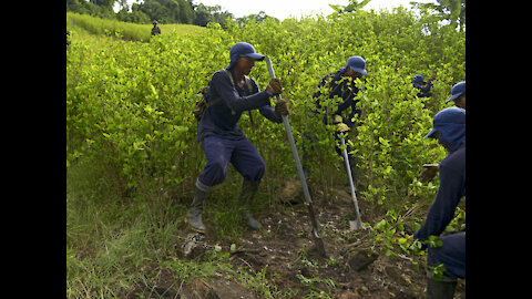 Más de cien mil familias colombianas han dejado cultivos de coca