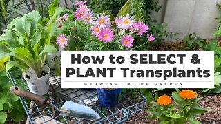 How to SELECT & PLANT Transplants: Gardening Tips for Beginners