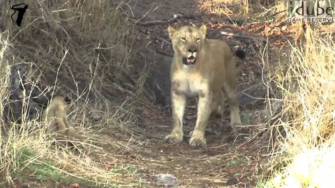 Lioness With Playful Cubs