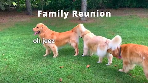 My Dog Has a Family Reunion Party!