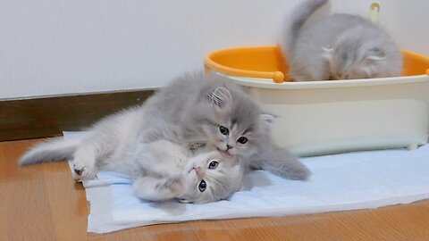 This cute kitten gets into a fight while waiting for his turn to use the toilet...