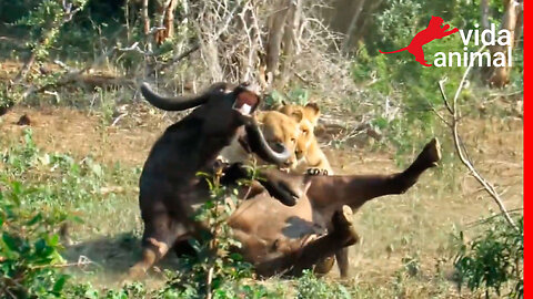 Búfalo fica desesperado com ataque - Vida Animal