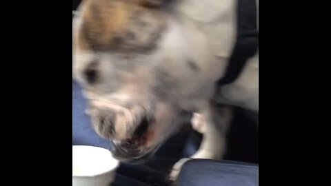 Puppuccino