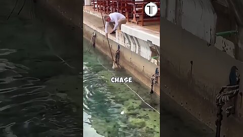 Hero Man Rescues a Cat Overboard.