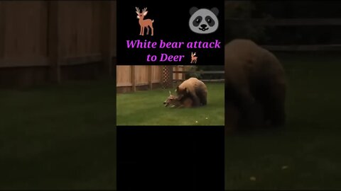 white bear attack to Deer 2022 🦌#shorts #youtubeshorts #shortvideo