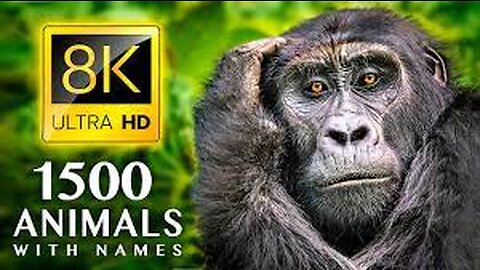 1500 ANIMALS NAMES and SOUNDS 8K ULTRA HD