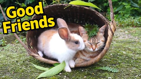 Friendship of cat and rabbit