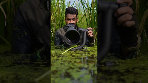 Childhoods is best 🧸👶🏻. #nikonz8 #birds #wildlifephotography #nikon #wildlife #indianbirds #wild