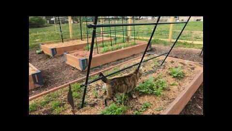 Milo cat gets some garden time.