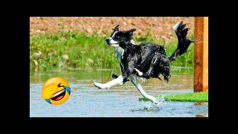 Funniest Dogs And Cats Videos - Best Funny Animal Videos 2022