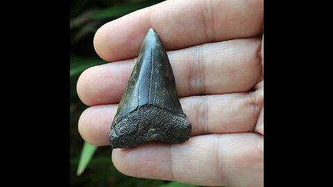 Angustidens Extinct Shark Tooth 2 Inches Long