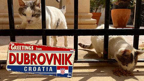 Feeding Street Cats In Dubrovnik Croatia - Feeding Stray Cats