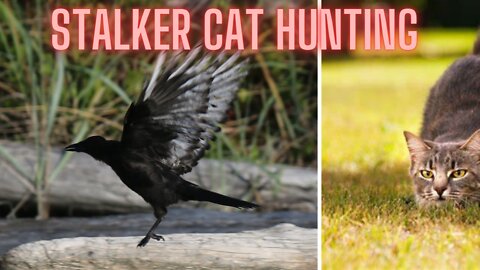 Stalkers and Hunters --- CAT COMPILATION