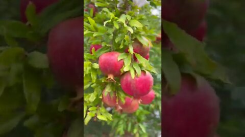 The pomegranate tree & the orange tree after the first rain in the summer in the garden. #shorts