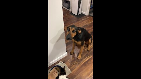 Hungry Pup Helplessly Looks On As Cats Eat His Food