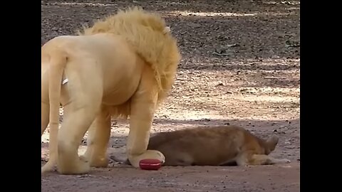 Pranking Dog with Fake Lion, Tiger & Huge Box