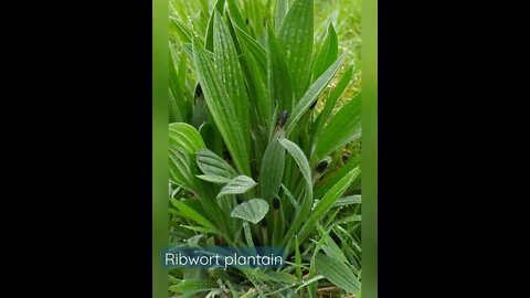 Ribwort plantain