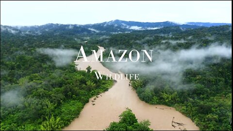 Amazon Wildlife In 4K - Animals That Call The Jungle Home | Amazon Rainforest